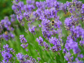 lavender bumblebee