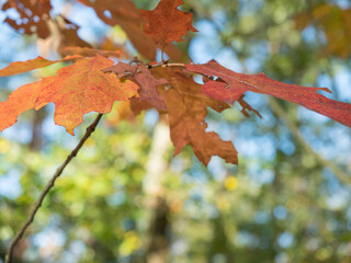 Colorful autumnal maple leaves in blurred autumn forest background in sunlight