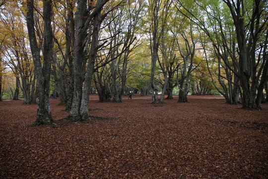 bosco in autunno con persone a passeggio