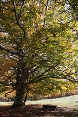 Albero con panchina in autunno
