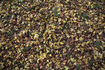 Bosco in autunno e persone a passeggio