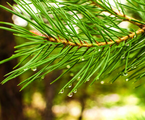 Fototapeta na wymiar Pine forest after rain. Water drops on a pine branch. Green blurred background. Selective macro focus, background concept.