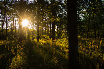 Sunrise in the polish forest