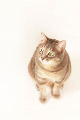 portrait of a cat with eyes