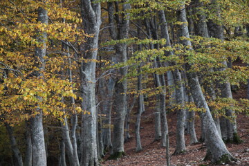 Bosco in autunno e persone a passeggio