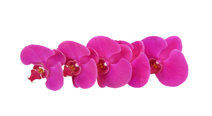Fototapeta na wymiar Pink orchid flowers isolated on white background with clipping path. 