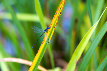 Libellule bleue en gros plan sur une feuille verte : capture de la beauté naturelle, des ailes translucides, et des couleurs vibrantes dans leur habitat naturel, détaillant la délicatesse de l'insecte