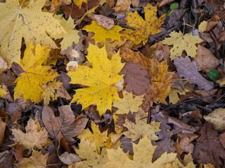 Naklejka na ściany i meble close up yellow and brown fallen wet maple and beeech tree leaves, Autumn natural background