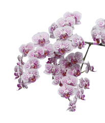 Set of flowers of Orchids