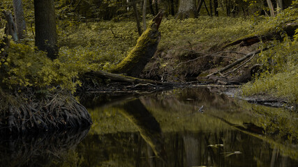 Broken tree in the middle of the brook  © Paweł Wyremblewski