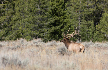 Obraz na płótnie Canvas Bull Elk in the Rut in Autumn in Wyoming