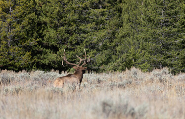 Bull Elk in the Rut in Autumn in Wyoming