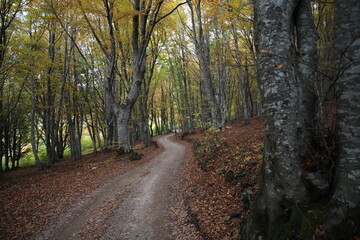 Obraz premium Strada in mezzo al bosco