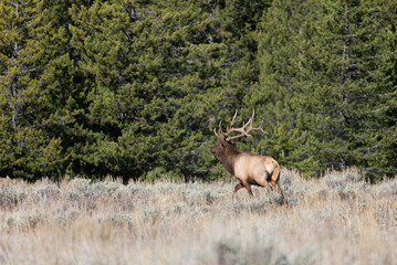 Bull Elk in the Rut in Autumn in Wyoming