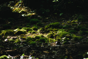 Moss on the stones and tree in the forest