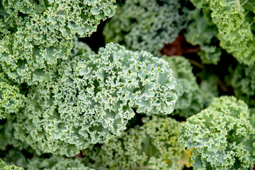 Chou Romanesco