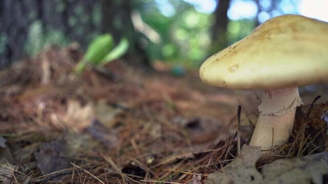 Mushroom in Wooded Forest Floor (pan Left to Right)