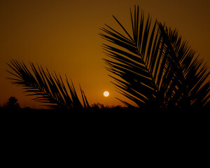 Paisaje de siluetas de palmeras en un atardecer de verano con el sol de fondo