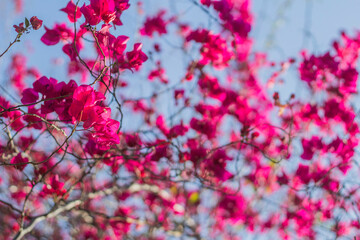 
Bougainvillea flowers in a park