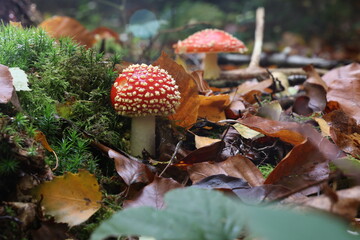 Closeup of amanita muscaria mushroom in forest