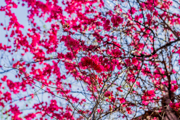 Obraz na płótnie Canvas Bougainvillea flowers in a park