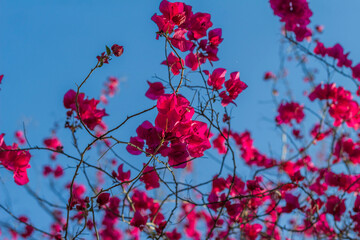 
Bougainvillea flowers in a park