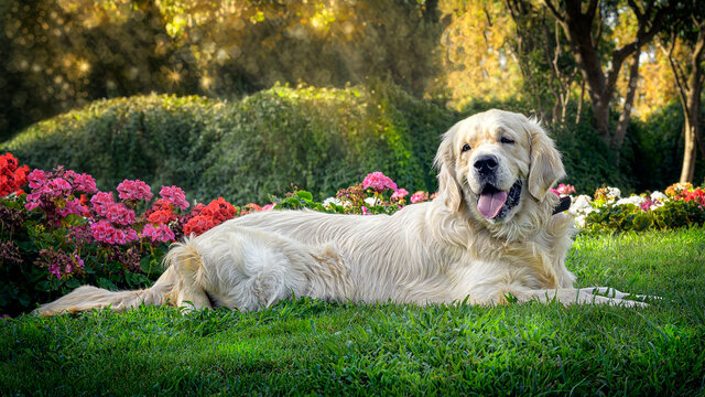 Retrato de perro de la raza Golden Retriever tumbado sobre la hierba de un jardín con árboles y flores de fondo