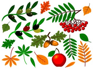 Autumn Leaves And Fruits.
Set of stylized leaves and fruits. Images of leaves and fruits isolated on a white background. Vector illustration.