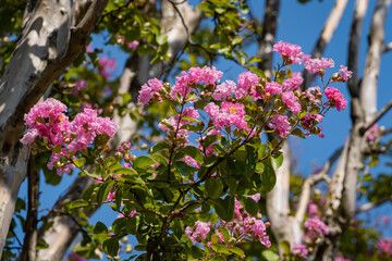 Huge trees of common myrtle (Lagerstroemia indica) bloom with pink flowers. City Park "Krasnodar" or Galitsky Park for recreation and walks. Close-up. Landscape park around football stadium.