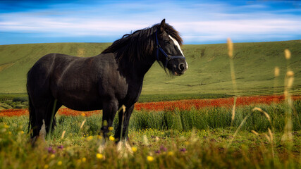 Caballo negro en una campiña irlandesa © Felisuco