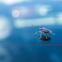 bug on a blue background