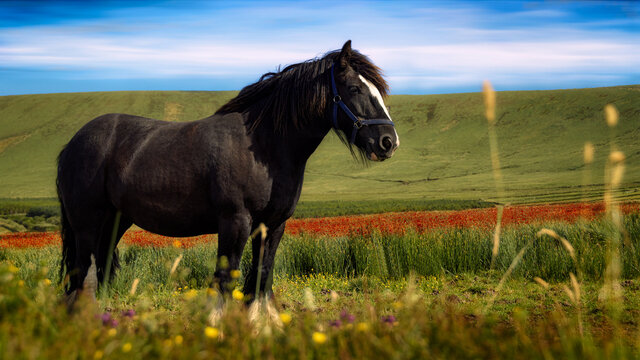 Caballo negro en una campi&ntilde;a irlandesa