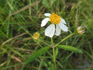 Obraz premium Daisy-like Chamomile Flower with buds on stem Macro-shot