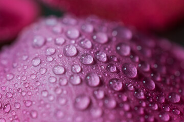 Rose petal covered with water droplets photographed with a macro lens.