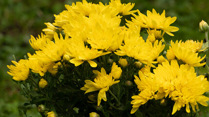 Close-up of yellow chrysanthemum flower heads