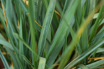 Spiky long green leaves. Autumn time. Blurry. Botany.