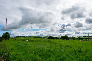 Fototapeta na wymiar Green Meadow in Irish Countryside