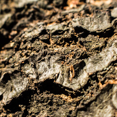 tree bark