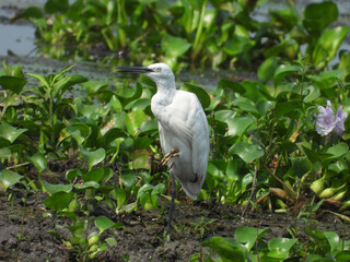 Egret