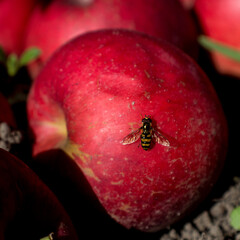 bee on an apple