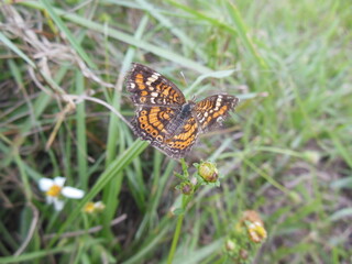 Beautiful macro-shot of a pretty Butterfly on a Plant