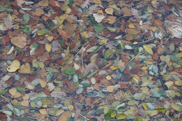 Obraz na płótnie Canvas Viele bunter Blätter unter Wasser am Ufer eines Sees im Herbst