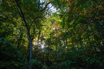 Early autumn forest scene with sun flaring through leaves starting to turn color