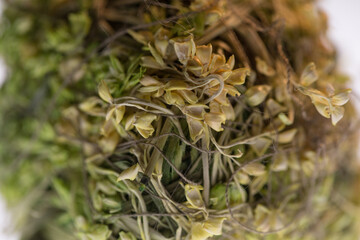 Small green dry flowers macro