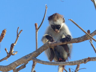A red Colobus in close up