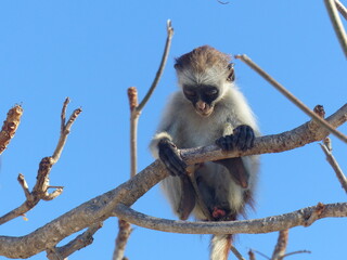A red Colobus in close up
