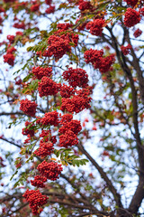 Red rowan berries on the tree in autumn.