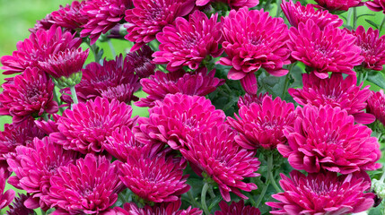 Close-up of magenta chrysanthemum flower heads