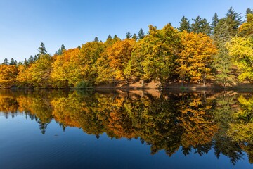 Tranquil scenery with colorful yellow, orange and green trees growing along a lake. Reflection of the trees in the water. Bright sunny autumn day with blue sky.