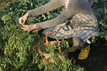 Woman with wicker basket harvesting vegetables from organic farm garden.